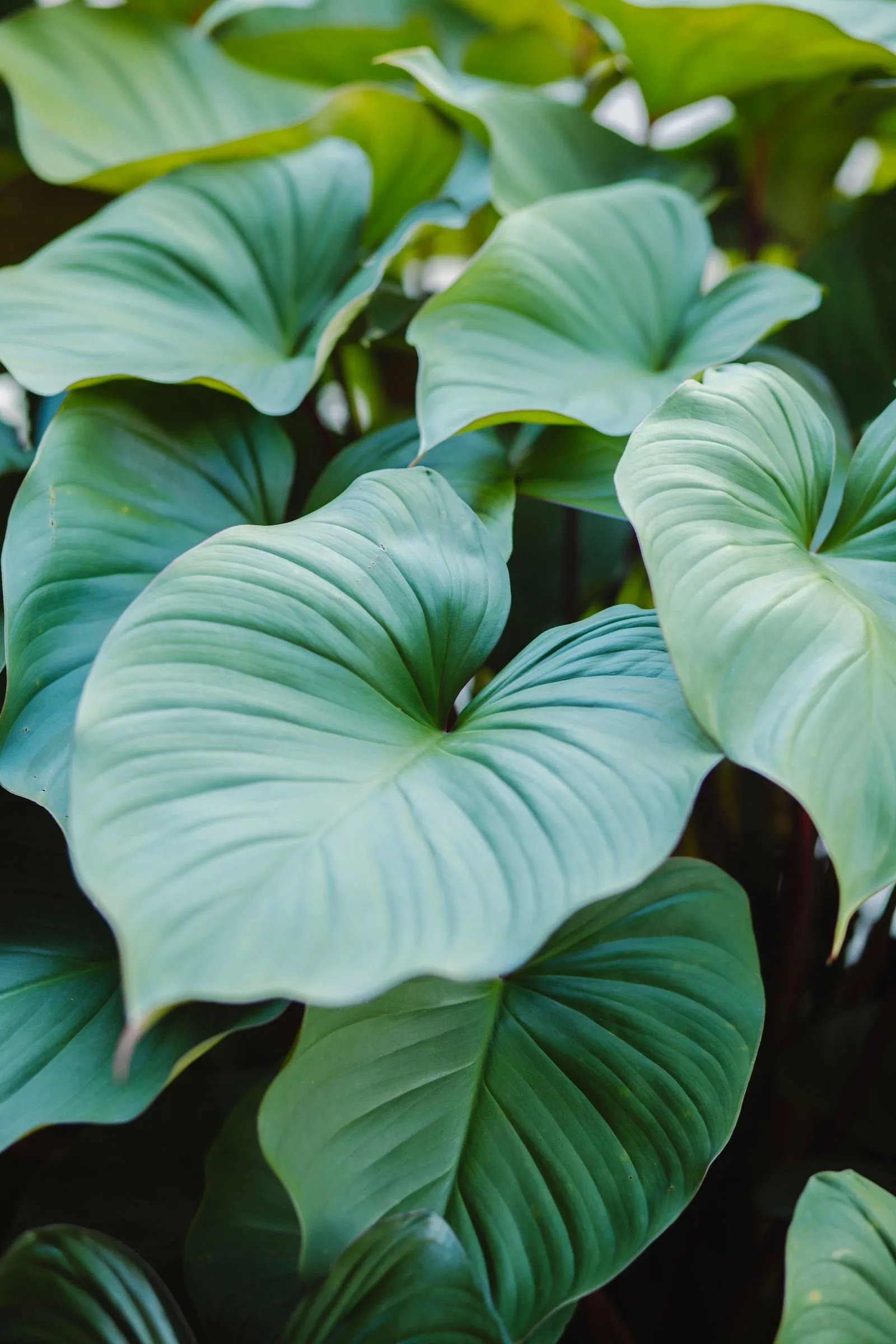 Lush, vibrant green tropical leaves