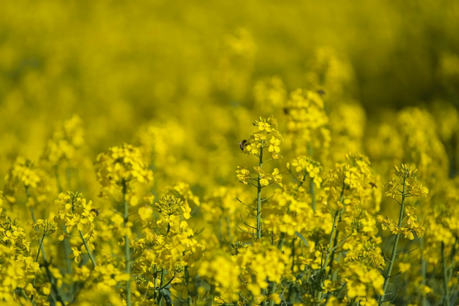 Spring wildflowers in bloom, evoking seasonal allergy season